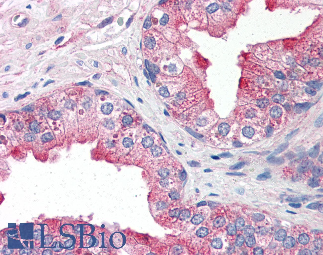 IHC-plus™ TNFRSF25 / DR3 Antibody