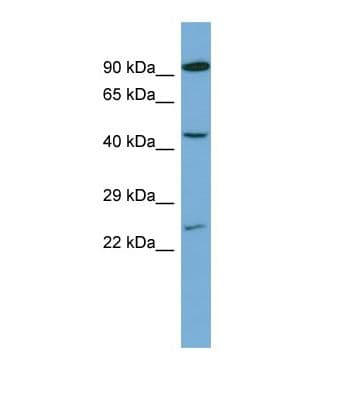 PAX8 Antibody (aa180-229)