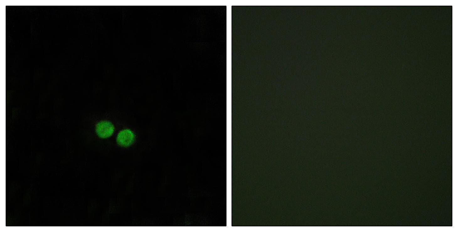 CDC25C Antibody (Ab-48)