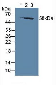 RASA1 Antibody (aa403-596, APC)
