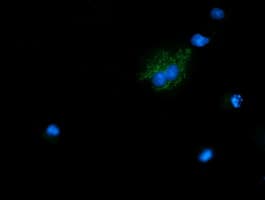 NDUFB10 Antibody (clone OTI2H10)