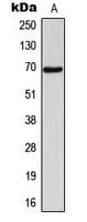 NT5C1B Antibody (Internal)