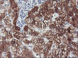 CYP2A6 Antibody (clone OTI9G3)