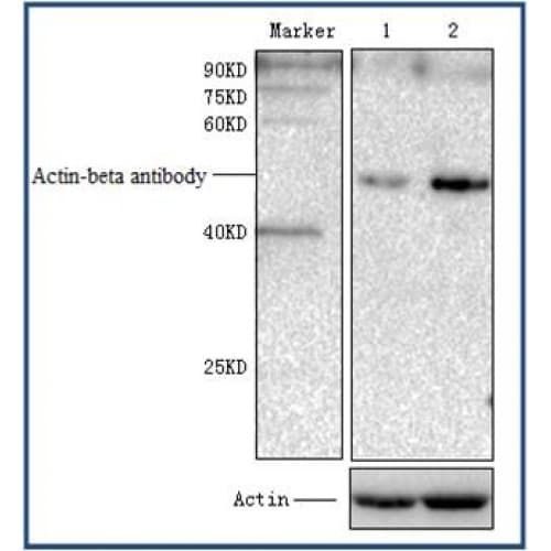 ACTB / Beta Actin Antibody (N-Terminal)