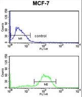 Polyclonal Rabbit anti-Human DAGLB Antibody (aa491-518, WB)