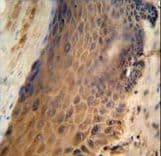 GFPT2 Antibody (aa175-201)