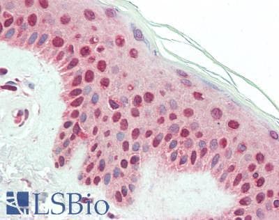 IHC-plus™ CBX2 Antibody