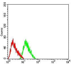 CHRNB2 Antibody (clone 2D12A2)
