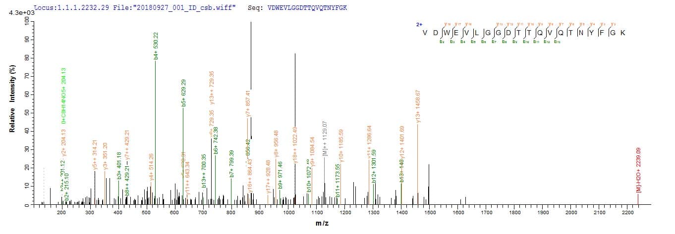 Aspergillus fumigatus crf1 Protein (Recombinant 10His, N-terminus + Myc, C-terminus)