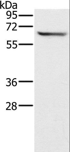 CRMP1 Antibody