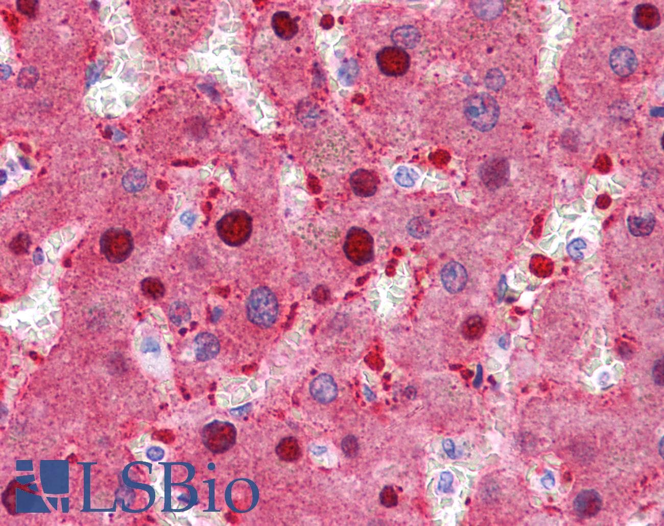 FAH Antibody (N-Terminus)