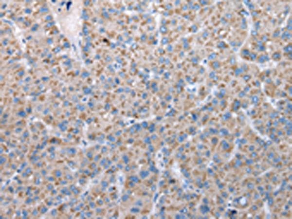 FKBPL Antibody