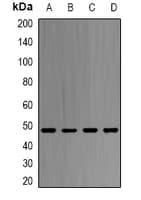 SAHH / AHCY Antibody