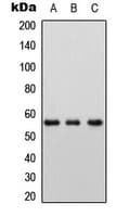 SLC7A8 / LAT2 Antibody (Internal)