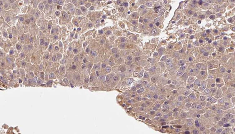 RALA / RAL Antibody