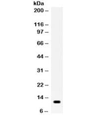 RETN / Resistin Antibody