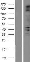 FSAPc / C19orf29 Protein (Over-Expression Lysate Myc-DDK (Flag))