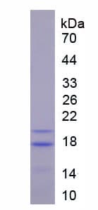 Pig CD40L Protein (Recombinant His)