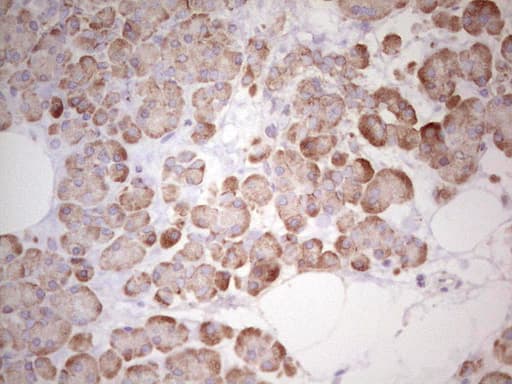WIBG Antibody (clone OTI9C7)