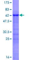 Human NKX2-3 Protein (Recombinant GST)