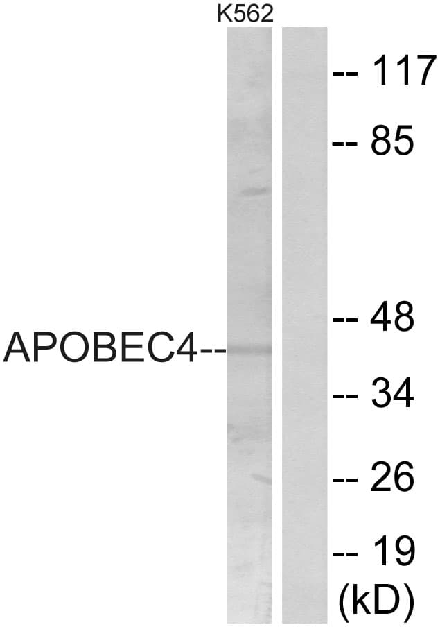 Polyclonal Rabbit anti-Human APOBEC4 Antibody (aa309-358, WB)