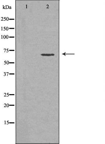 CD39 Antibody