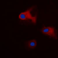 YWHAQ / 14-3-3 Theta Antibody (C-Terminus)