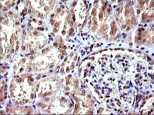 EMC8 / COX4NB Antibody (clone OTI2A4)