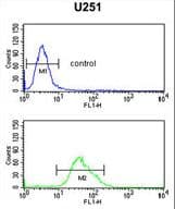 BF1 / FOXG1 Antibody (aa225-252)