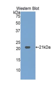 HDGF Antibody (aa14-187)