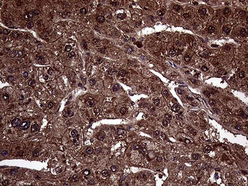 Monoclonal Mouse anti-Human AMDHD1 Antibody (clone OTI1C12, IHC, WB)