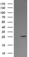 VTI1A Antibody (clone OTI1E3, Carrier-free)