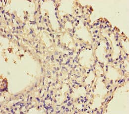 Polyclonal Rabbit anti-Human WDR54 Antibody (WB)