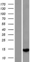 GTSF1L Protein (Over-Expression Lysate Myc-DDK (Flag))