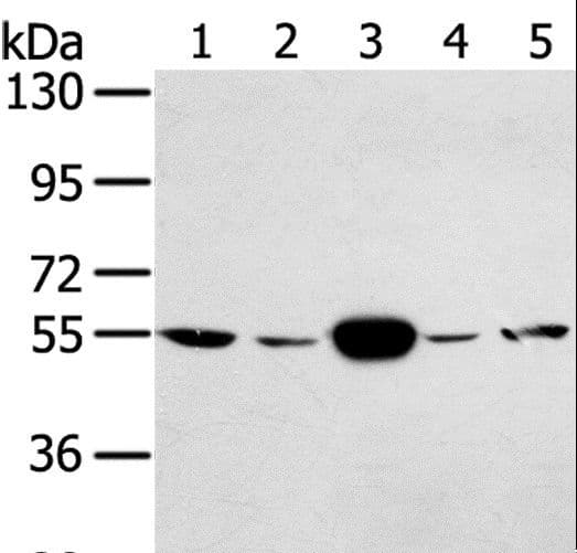 TRIM35 Antibody