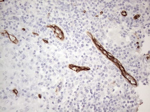 CD34 Antibody (aa312-385, clone OTI11E1)