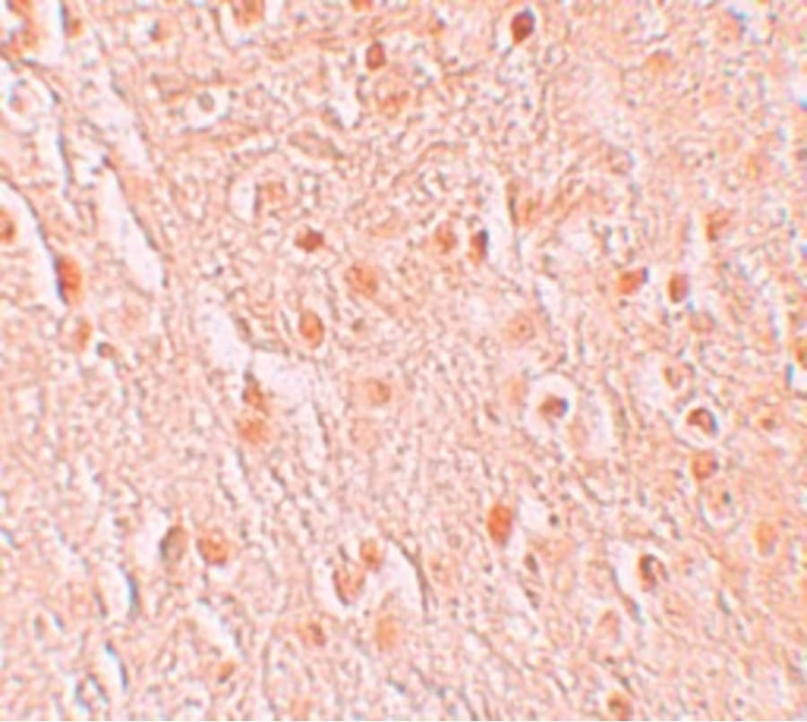 GSAP / PION Antibody