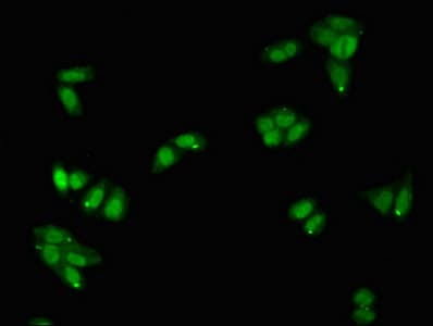 Polyclonal Rabbit anti-Human SERPINA5 / PCI Antibody (IHC, IF, WB)