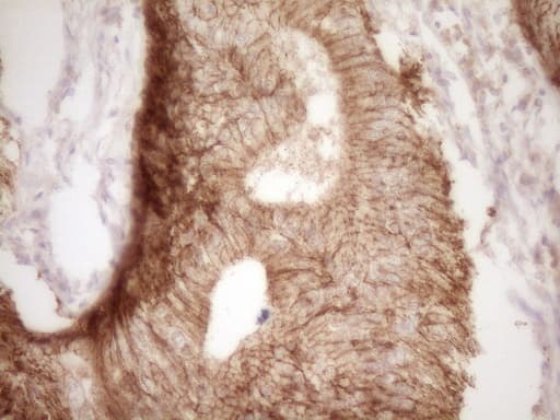 CLDN3 / Claudin 3 Antibody (clone OTI1E7)