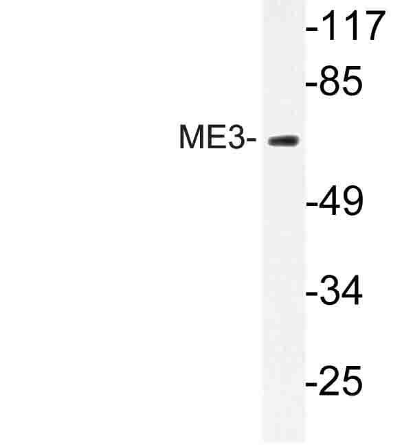 ME3 Antibody (Arg576)