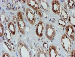 SAT2 Antibody (clone OTI2B3)