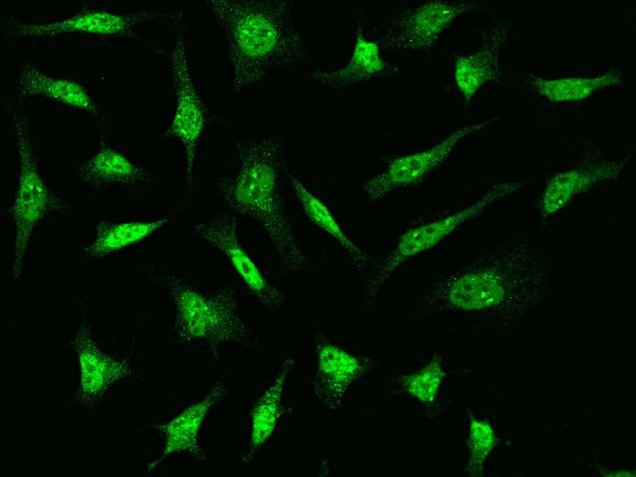 Polyclonal Rabbit anti-Human FSP27 / CIDEC Antibody (Preservative Free, IF, WB)