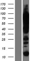 UBTF / UBF Protein (Over-Expression Lysate Myc-DDK (Flag))