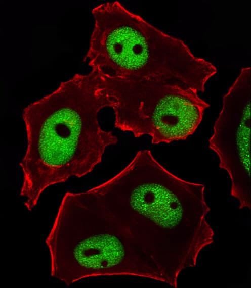 GATA3 Antibody (clone 1259CT707.136.102)