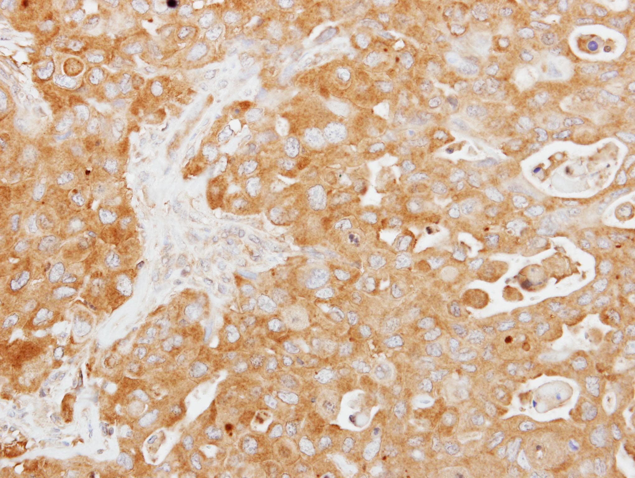 TUFT1 Antibody (aa159-373)