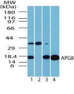 MAP1LC3A / LC3A Antibody (aa1-50)