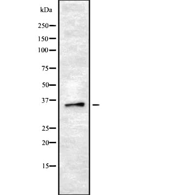 OR8B2+3 Antibody