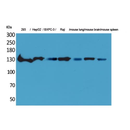 IL16 Antibody (C-terminal)