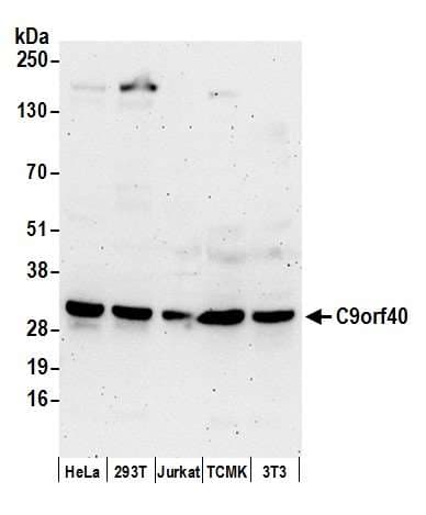 Polyclonal Rabbit anti-Human C9orf40 Antibody (aa75-125, WB)