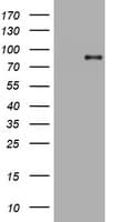 AFAP1 / AFAP Antibody (aa100-386, clone OTI3C1, Carrier-free)